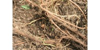 Plant de houblon mature de PLEINE TERRE, cultivar MOUNT HOOD